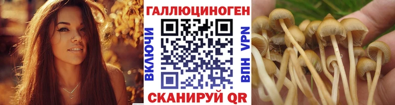 Псилоцибиновые грибы мицелий  Купить  Петрозаводск 